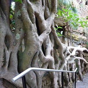 Amazonia: Forest Of Riches - Strangler Fig