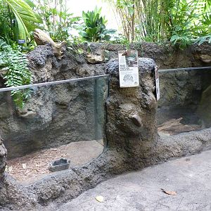 Amazonia: Forest Of Riches - Yellow-Footed Tortoise + Columbian Tegu Exhibi