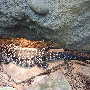 Amazonia: Forest Of Riches - Columbian Tegu