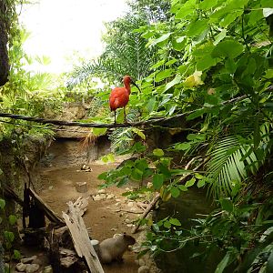 Amazonia: Forest Of Riches - Baird's Tapir/Capybara Exhibit