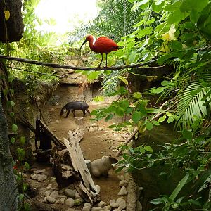 Amazonia: Forest Of Riches - Baird's Tapir/Capybara Exhibit