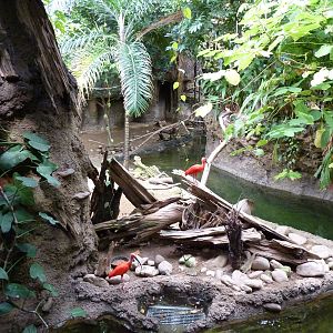 Amazonia: Forest Of Riches - Baird's Tapir/Capybara Exhibit
