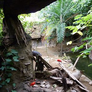 Amazonia: Forest Of Riches - Baird's Tapir/Capybara Exhibit