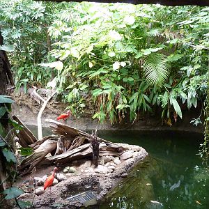 Amazonia: Forest Of Riches - Baird's Tapir/Capybara Exhibit