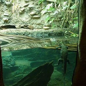 Amazonia: Forest Of Riches - Cuvier's Dwarf Caiman