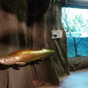 Amazonia: Forest Of Riches - Arapaima Statue