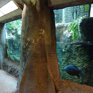 Amazonia: Forest Of Riches