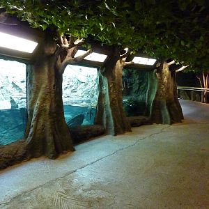 Amazonia: Forest Of Riches - Cuvier's Dwarf Caiman Exhibit