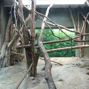 Amazonia: Forest Of Riches - Jaguar Indoor Exhibit