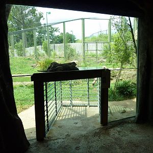 Amazonia: Forest Of Riches - Jaguar Exhibit