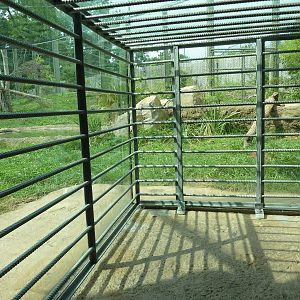 Amazonia: Forest Of Riches - Jaguar Exhibit