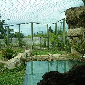 Amazonia: Forest Of Riches - Jaguar Exhibit