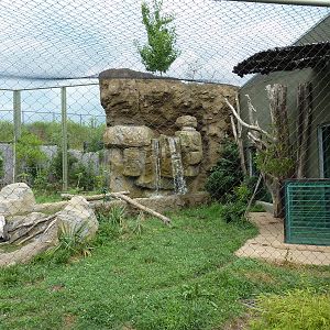 Amazonia: Forest Of Riches - Jaguar Exhibit