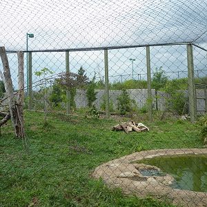 Amazonia: Forest Of Riches - Jaguar Exhibit