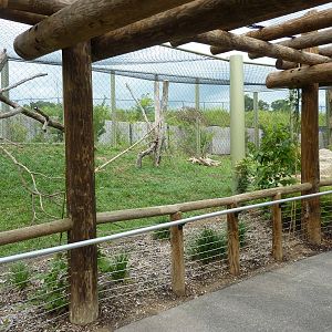 Amazonia: Forest Of Riches - Jaguar Exhibit
