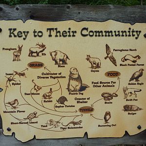 North America - Prairie Dog Exhibit