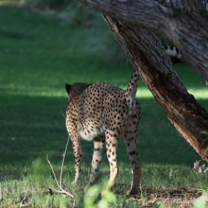 cheetah scent marking tree
