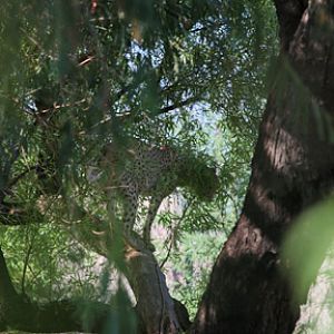 cheetah in tree