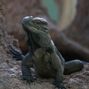 rhinoceros iguana