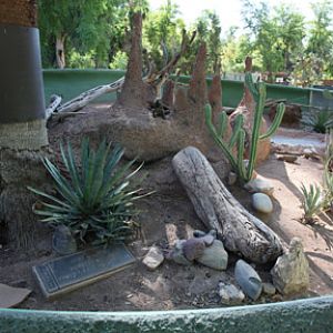 rhinoceros iguana exhibit