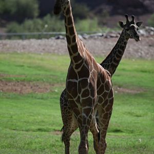 reticulated and masai giraffe
