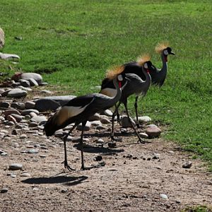 crowned cranes line up