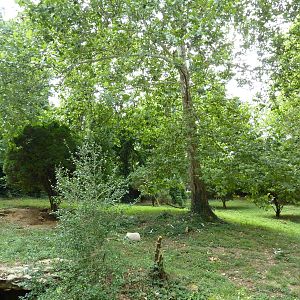 North America - Gray Wolf Exhibit