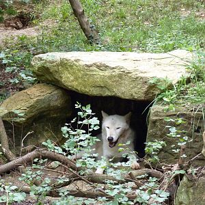 North America - Gray Wolf