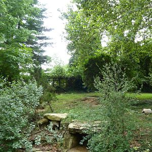 North America - Gray Wolf Exhibit