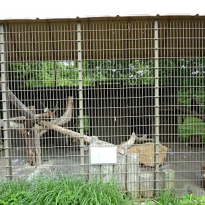 North America - Turkey Vulture Exhibit