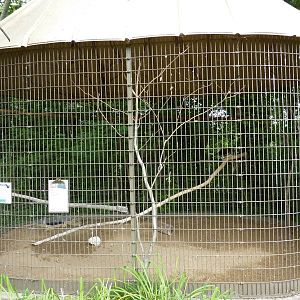 North America - Red-Tailed Hawk Exhibit