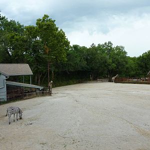 Africa - Giraffe/Zebra Exhibit