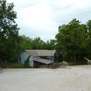 Africa - Giraffe/Zebra Exhibit