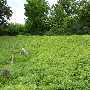 Africa - Walk-Through Sitatunga/White Stork Exhibit