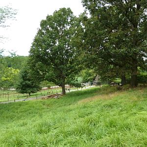 Africa - Walk-Through Sitatunga/White Stork Exhibit