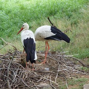 Africa - Walk-Through Sitatunga/White Stork Exhibit