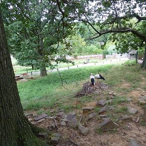 Africa - Walk-Through Sitatunga/White Stork Exhibit
