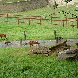 Africa - Walk-Through Sitatunga/White Stork Exhibit
