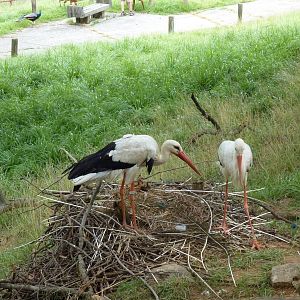 Africa - Walk-Through Sitatunga/White Stork Exhibit