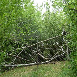 Africa - Ring-Tailed Lemur Exhibit