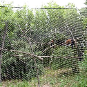 Red Ruffed Lemur Exhibit