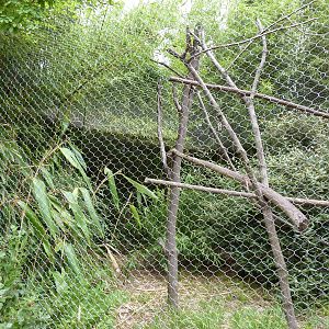 Red Ruffed Lemur Exhibit