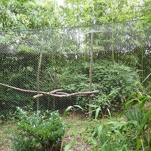 Red Ruffed Lemur Exhibit