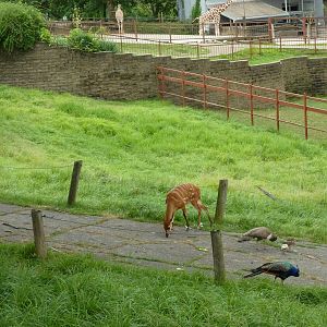 Africa - Walk-Through Sitatunga/White Stork Exhibit
