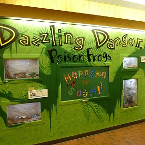 Discovery Center - Poison Frog Exhibits
