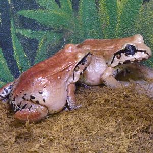 Discovery Center - Smokey Jungle Frogs