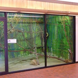 Discovery Center - Cotton-Top Tamarin Exhibit