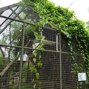 Discovery Center - Clouded Leopard Exhibit