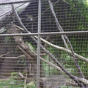 Discovery Center - Clouded Leopard Exhibit