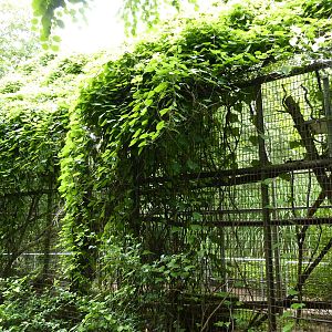 Discovery Center - Clouded Leopard Exhibit